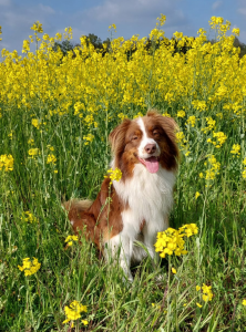 Schmerz- und Bewegungsprobleme Sportliche Menschen und Kinder im Wachstum Menschen mit Schlafstörungen Gestresste Menschen Patienten vor und nach Gelenkersatz-Operationen Frauen im „Empty Nest“-Alter Schmerzbehandlung Funktionsstörungen Nervenstörungen Postoperative Unterstützung Ostheopthie Wildeshausen Harpstedt Bremen